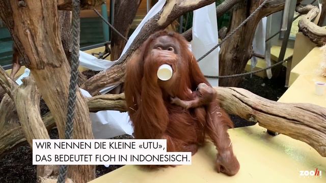 Sumatra-Orang-Utan Utu смотреть онлайн