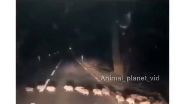 Спешат на Новый Год смотреть онлайн