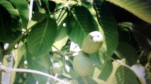 Листья  грецкого ореха: полезные свойства и применение.