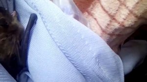 Летучая мышь зимой в квартире.