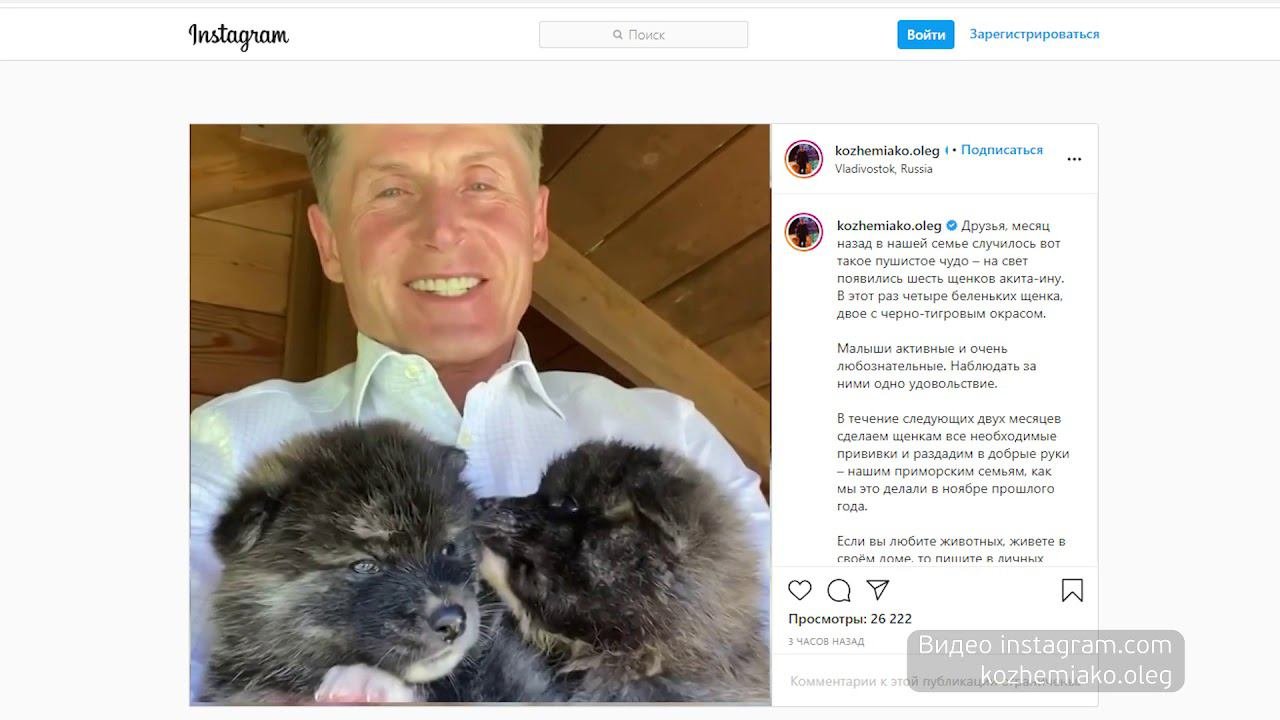 Шесть щенков акита-ину отдадут в добрые руки