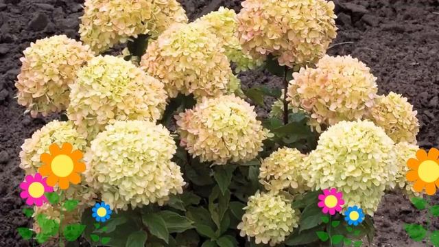 Гортензия метельчатая Little Lime. Краткий обзор, описание характеристик