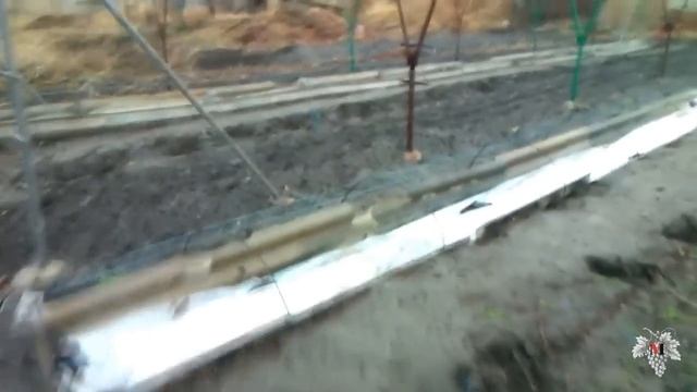 Укрытие Винограда. Знаменка. Виноград 2015. смотреть онлайн