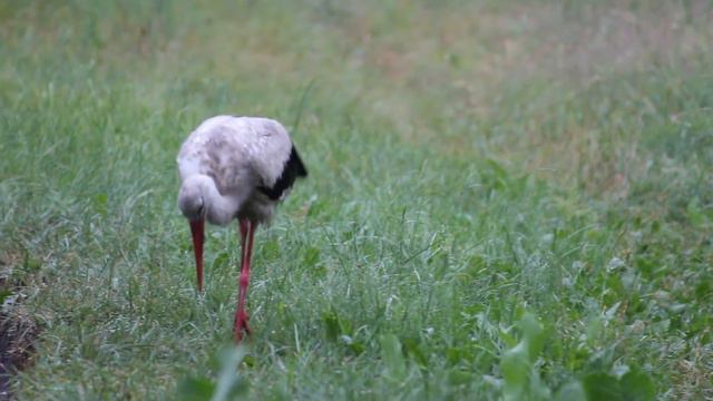 Белый аист прилетел на наш участок с инспекцией смотреть онлайн