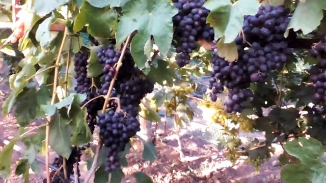 Обзор ГФ Изюмский мускат (2020г.) смотреть онлайн