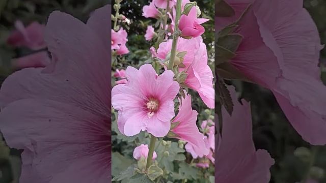 Необыкновенной красоты цветëт садовая Мальва???#цветы#flowers смотреть онлайн