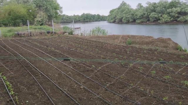 Куры клюют рассаду? Выход есть!!! Необходимо 15-20 минут. смотреть онлайн