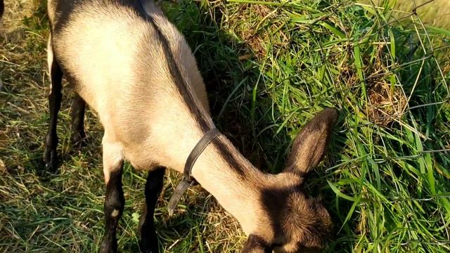 Пополнение в хозяйстве - козы пород чешская и ламанча