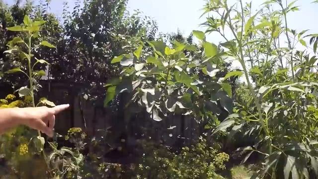 ПРОДАЮ ДОМ НА МОРЕ / АНАПА / ЧАСТЬ 1 - САД И ГАРАЖ смотреть онлайн