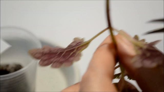 Торфяные таблетки для рассады. Как ими пользоваться