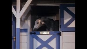 Il cavallo in doppio petto (1968) [Film completo in italiano]