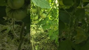 Уход за томатами во время цветения и плодоношения.