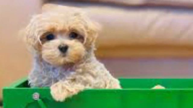 Cavapoo vs Maltipoo - Comparison Between Two Dog breeds смотреть онлайн