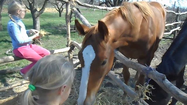 Дети и лошади .Когда общение приносит радость всем. смотреть онлайн