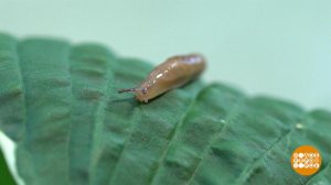 Пивная ловушка для слизняков. Доброе утро. Фрагмент выпуска от 23.07.2020