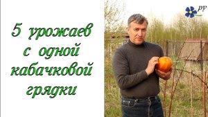 5 урожаев с одной кабачковой грядки