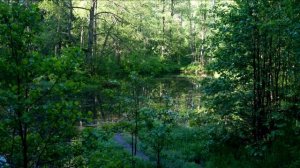 Комаровский берег. Экологическая тропа