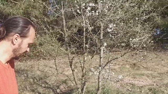 Море алычи смотреть онлайн