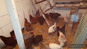 Всё о курах //Почему В Курятнике Сухо и Тепло //Куры Это Любят//Вечерние Посиделки в Курятнике.