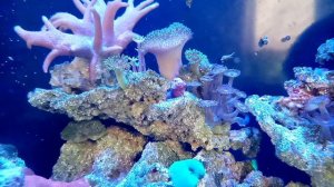 морские животные.