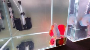 И я там был. Выставка клуба "Русские Аквариумы" 2024г.