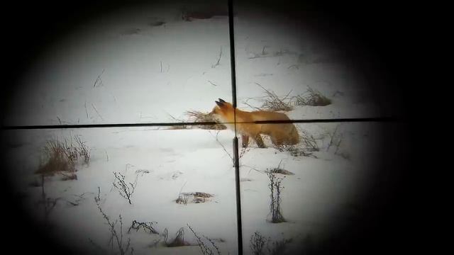 Как ДОСТАТЬ Лису из НОРЫ?!Уникальные кадры, впервые на видео! смотреть онлайн