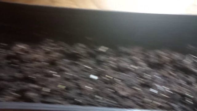 Как растут семена редиса с AliExpress смотреть онлайн