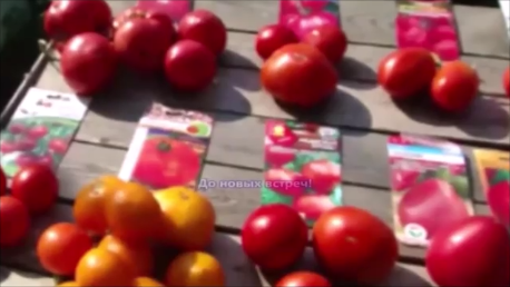 Удивит томат Фрекен Бок!!!  Надёжный, урожайный,  крупноплодный, скороспелый!