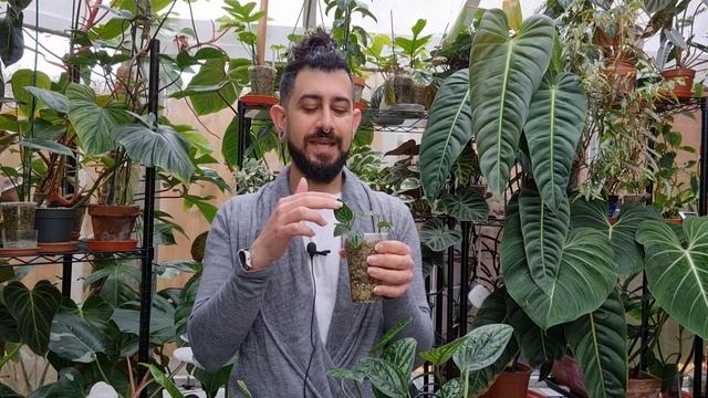 Care Guide on Monstera Sp Peru or Monstera Karstenianum or Epipremnum marble planet ??? смотреть онлайн