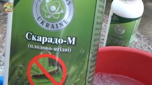 Срочно защитите помидоры от хлопковой совки и томатной моли : начинается массовый лёт вредителей