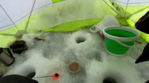 Весенняя рыбалка на Чудском озере.Ловля плотвы на опарыша