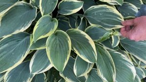 Взрослые хосты в моём саду. Часть 1