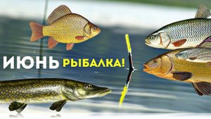 Какая рыба ловится в июне лучше всего? Какая рыба клюет в июне? У какой рыбы в июне жор?