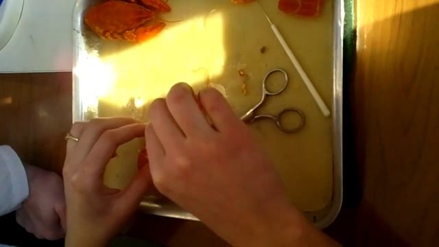Речной рак