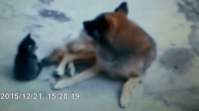 Кошка привела своих котят к другу смотреть онлайн