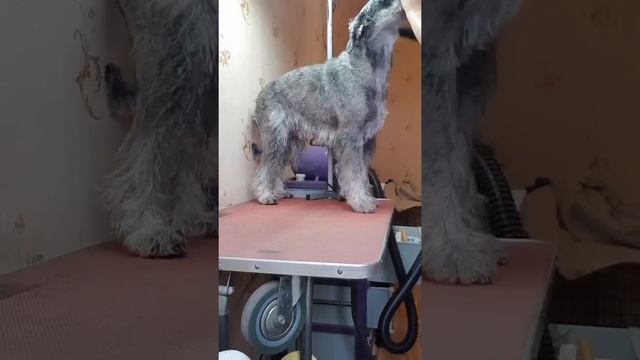 grooming standard schnauzer/Schnauzer stripping/груминг шнауцера/тримминг шнауцера/ стрижка шнауцер