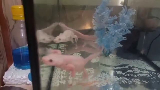 Отсадил тритонов на нерест. I planted newts for spawning. смотреть онлайн