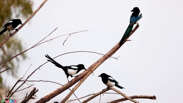 ЭТА ПЕСНЯ ВАМ ТОЧНО ПОНРАВИТСЯ🌿Самая красивая мелодия в мире! Эту музыку можно слушать вечно!