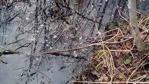 Проверка капканов на бобра