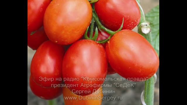 Когда нужно сажать томаты? смотреть онлайн