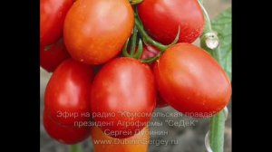 Когда нужно сажать томаты?