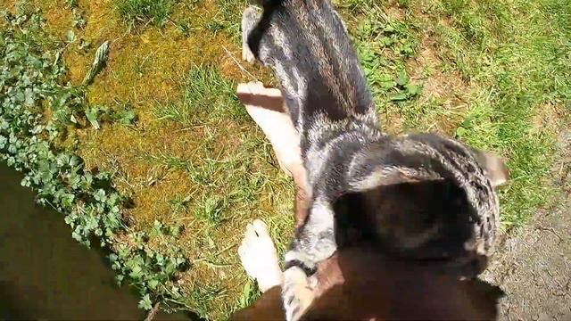 Удивительные коты: занимательные факты о наших любимых мурлыках