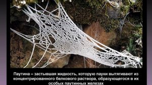 24 научных факта о пауках