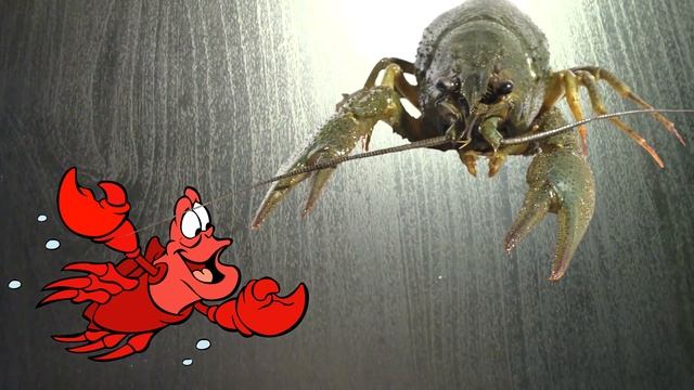 Вязанный Рак! Крючком! / Knitted Cancer! Crochet!