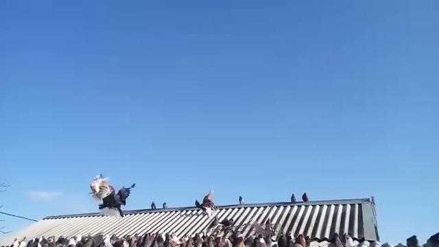 Голуби мелитопольские и николаевские. Ноябрь 2019. Часть 1 смотреть онлайн