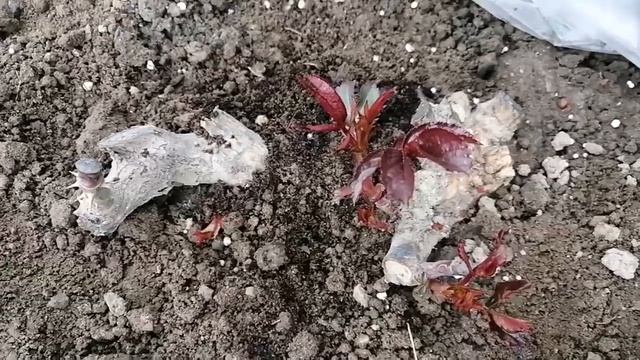 Подкормка роз Фертикой. Янтарная кислота в помощь розам при обрезке. смотреть онлайн