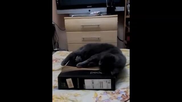 Копия видео "Спящий кот" смотреть онлайн