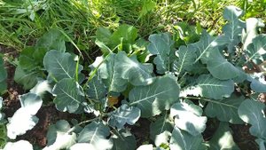 САМОЕ ЛУЧШЕЕ МЕСТО ДЛЯ ВЫРАЩИВАНИЯ КАПУСТЫ БРОККОЛИ