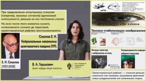 [57] - Перцептивная сатиация. (stopsoznanie.ru)