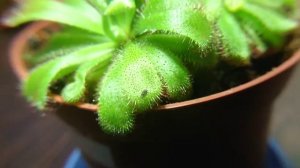 Росянка алисия